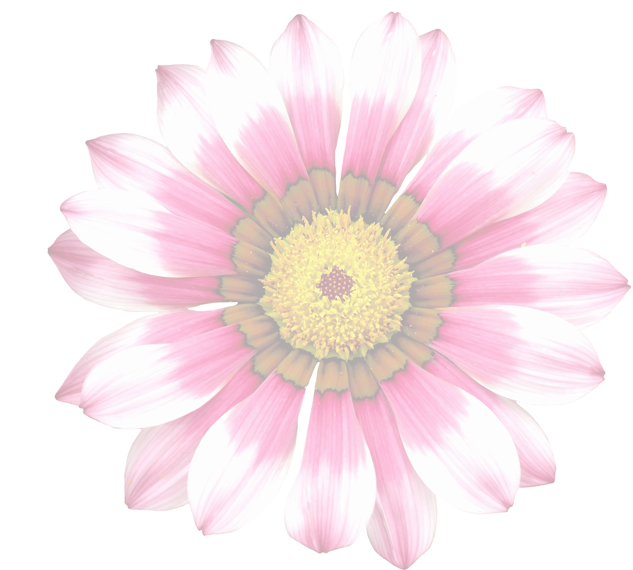 Vibrant Summer Daisy.jpg PNG with transparent background
