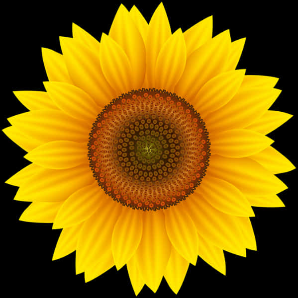 Vibrant Sunflower Against Black Background