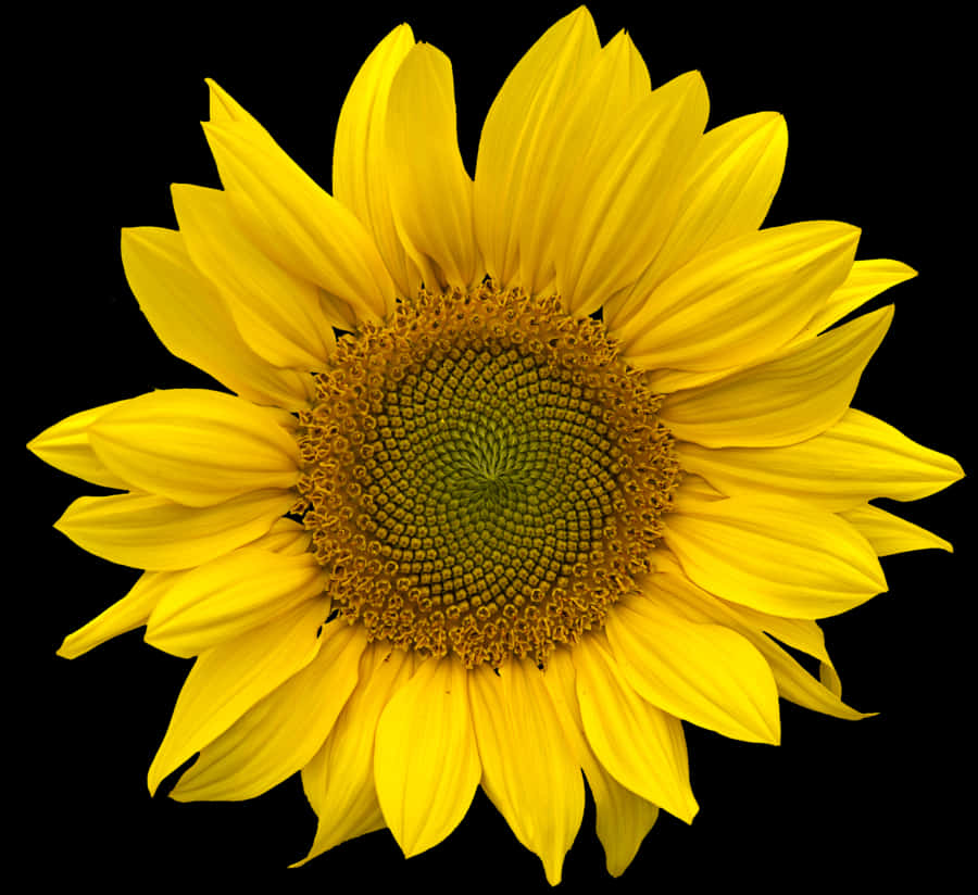 Vibrant_ Sunflower_ Against_ Black_ Background.jpg PNG image with a transparent background, free high-resolution download