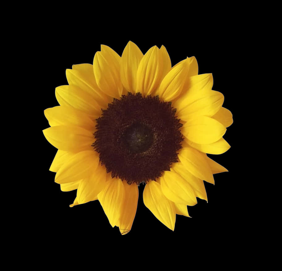 Vibrant_ Sunflower_ Against_ Black_ Background.jpg PNG with transparent background