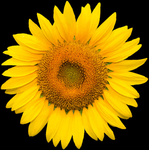 Vibrant_ Sunflower_ Against_ Black_ Background.jpg