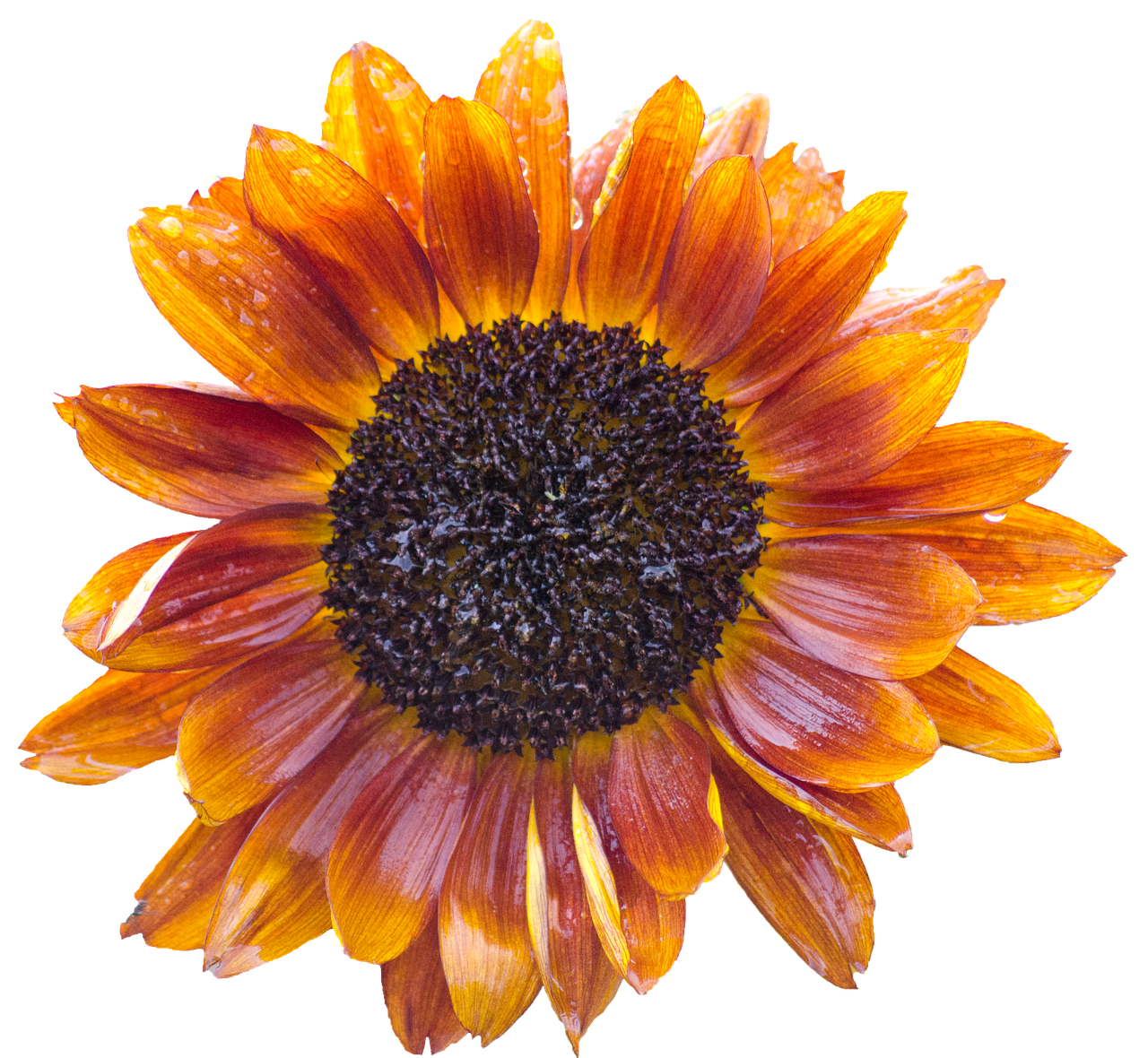 Vibrant Sunflower Against Black Background.jpg