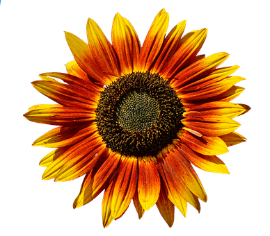 Vibrant Sunflower Against Black Background.jpg PNG with transparent background