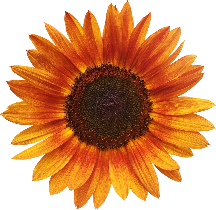 Vibrant Sunflower Against Blue Background.png