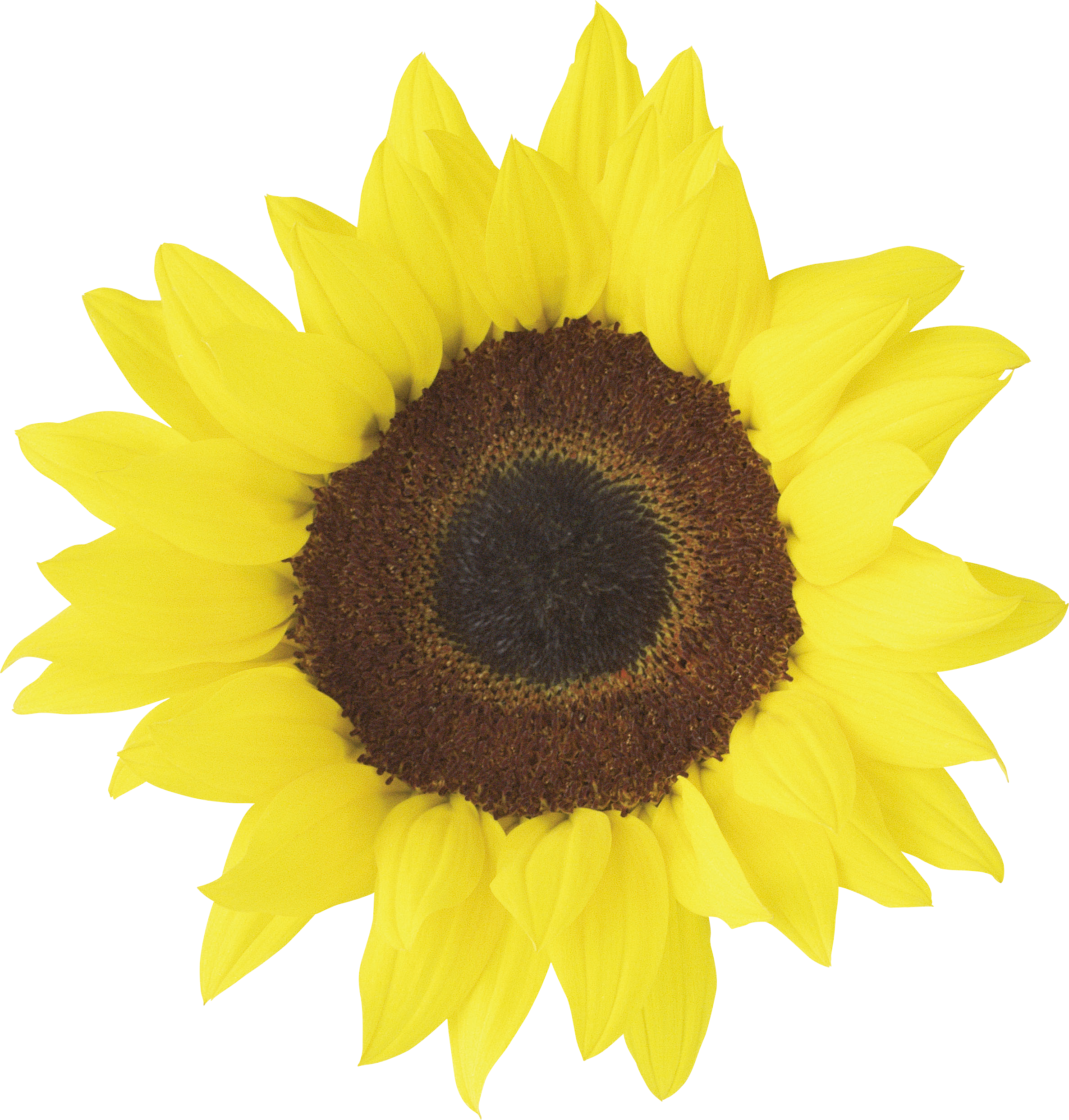 Sunflower Printable, HD Png Download PNG image with a transparent background, free high-resolution download