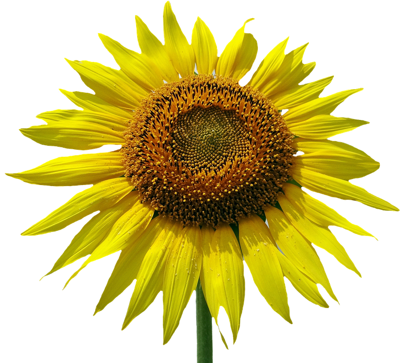 Vibrant Sunflower Against Blue Background.png