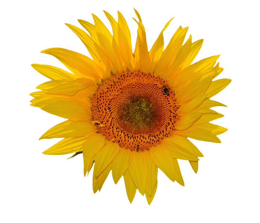 Vibrant Sunflower Against Gray Background