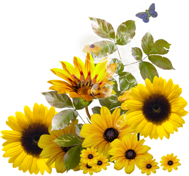 Transparent Free Sunflower Clipart Borders - Border Sunflower With Transparent Background, HD Png Download PNG image with a transparent background, free high-resolution download