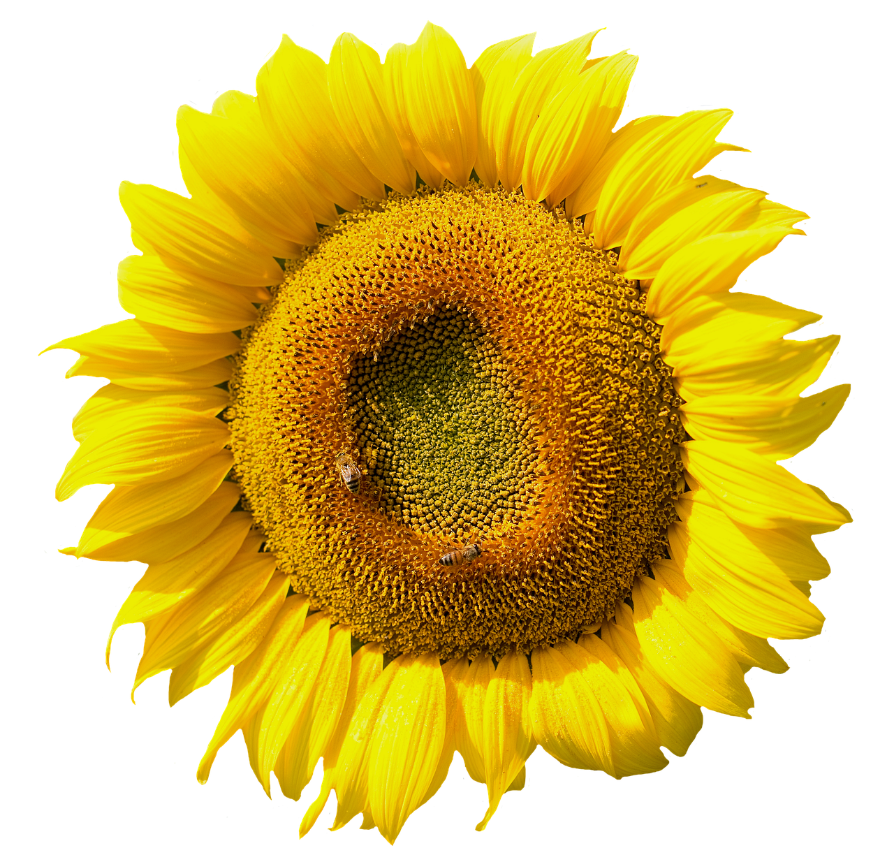 Vibrant Sunflower Black Background PNG with transparent background