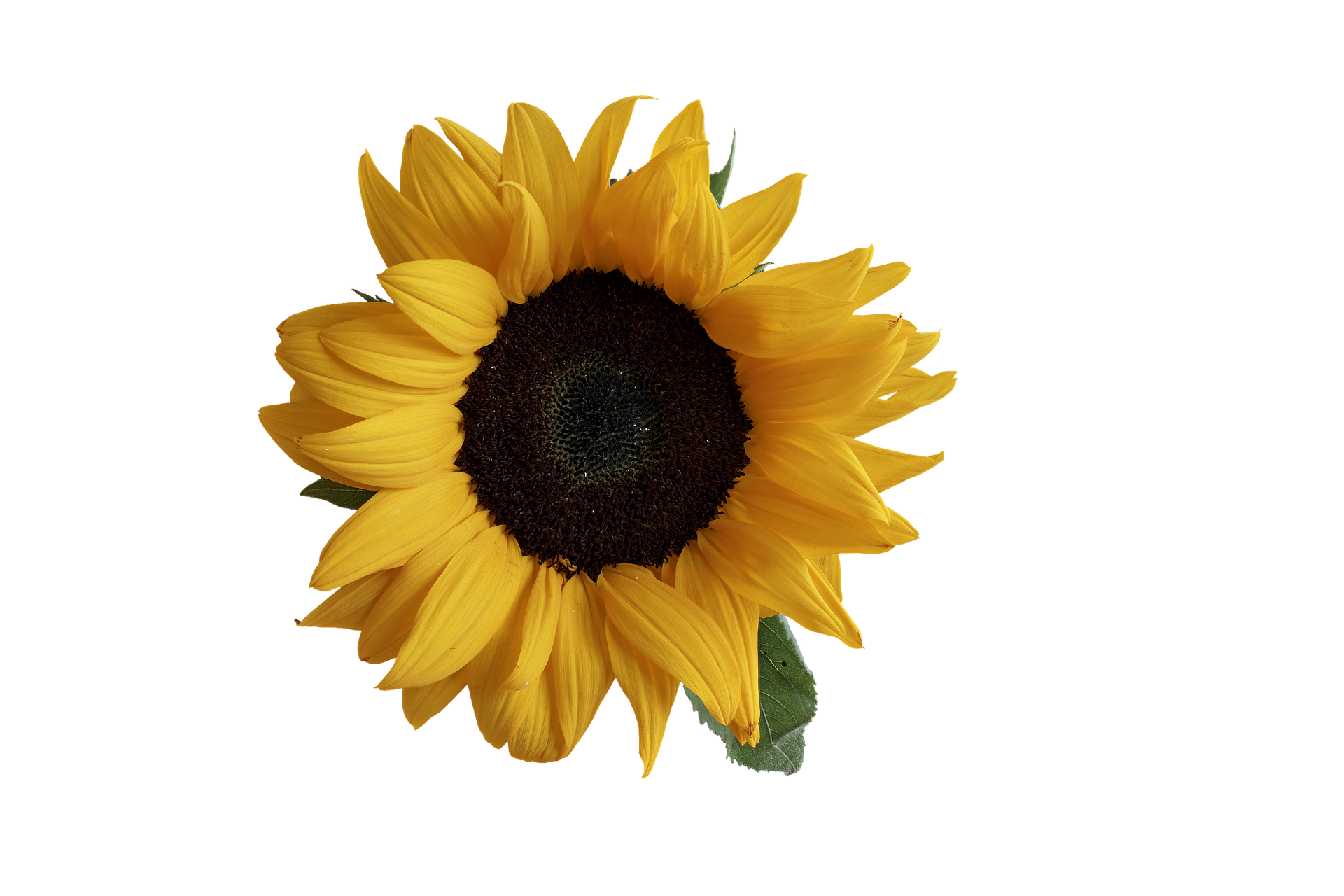 Vibrant Sunflower Black Background PNG with transparent background