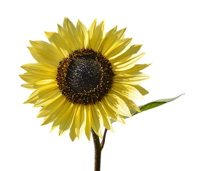 Vibrant Sunflower Black Background PNG with transparent background