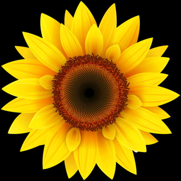 Vibrant Sunflower Black Background