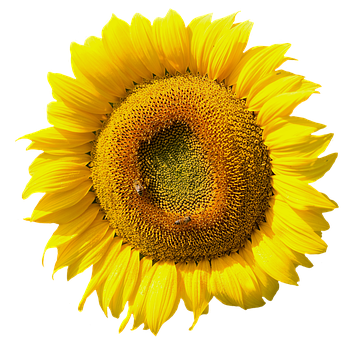 Vibrant Sunflower Black Background PNG with transparent background