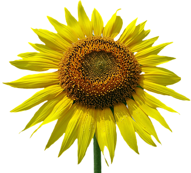 Vibrant Sunflower Black Background PNG with transparent background