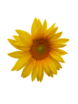 Vibrant Sunflower Black Background.jpg PNG with transparent background