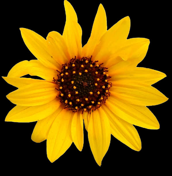 Vibrant_ Sunflower_ Black_ Background.jpg PNG image with a transparent background, free high-resolution download