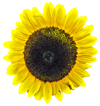 Vibrant Sunflower Black Background PNG with transparent background