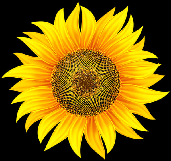 Vibrant Sunflower Black Background