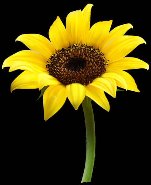 Vibrant Sunflower Black Background PNG with transparent background