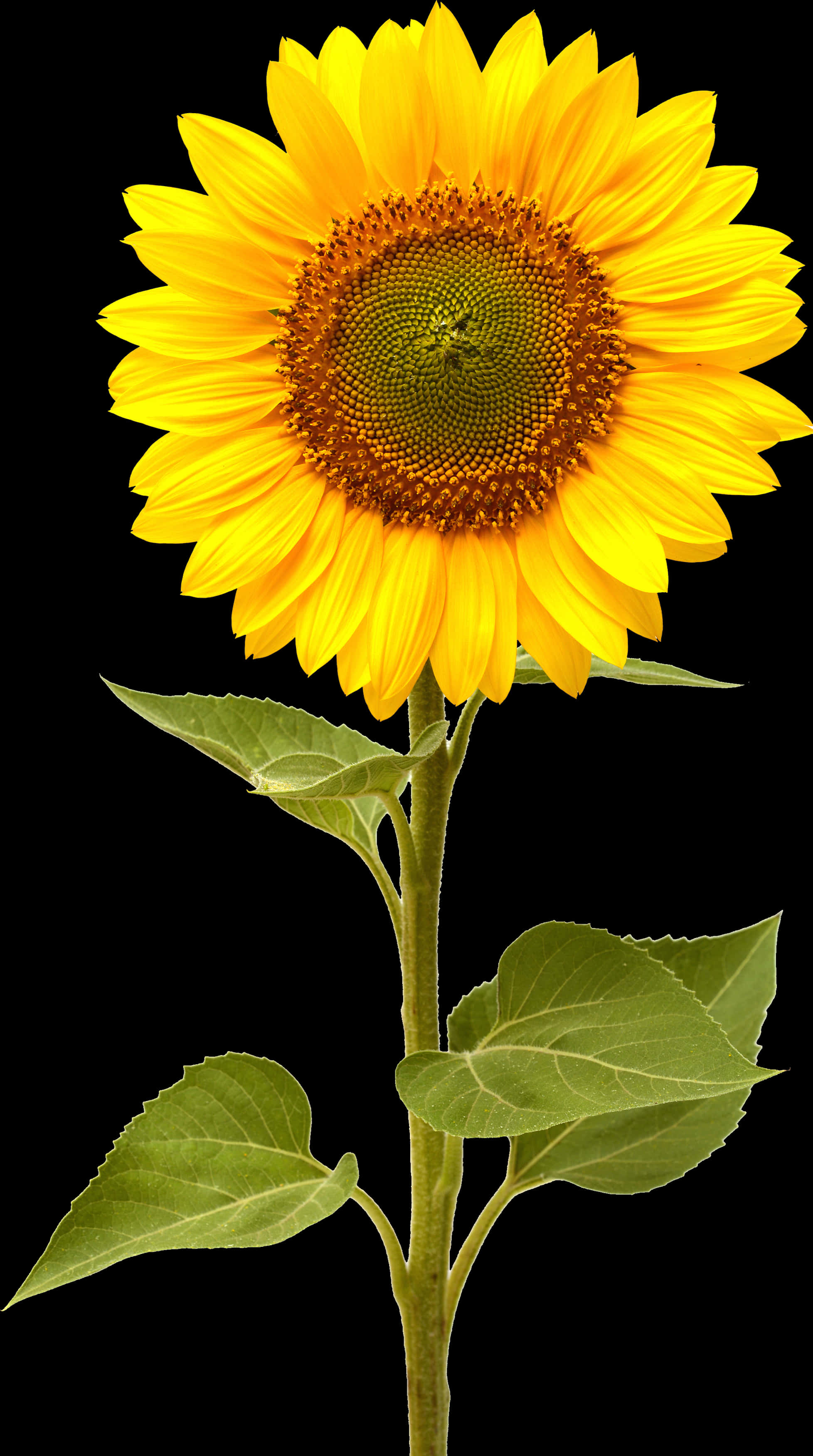 Vibrant Sunflower Black Background PNG with transparent background
