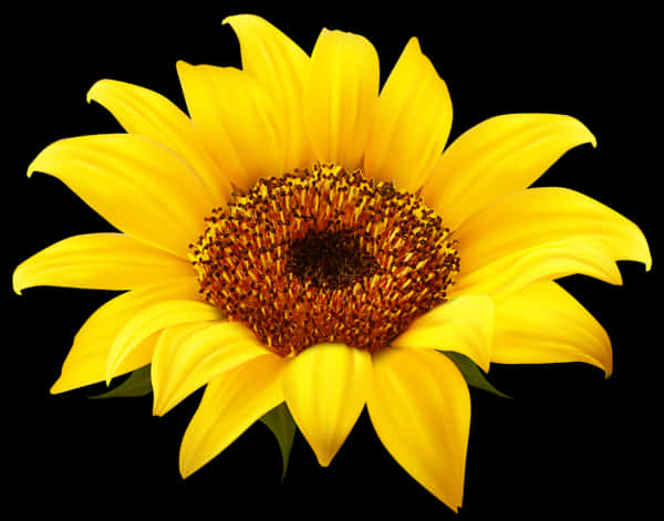 Vibrant Sunflower Black Background PNG image with a transparent background, free high-resolution download