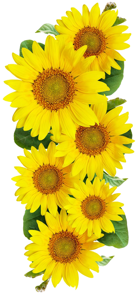Clear Background Sunflower Border Transparent, HD Png Download PNG image with a transparent background, free high-resolution download
