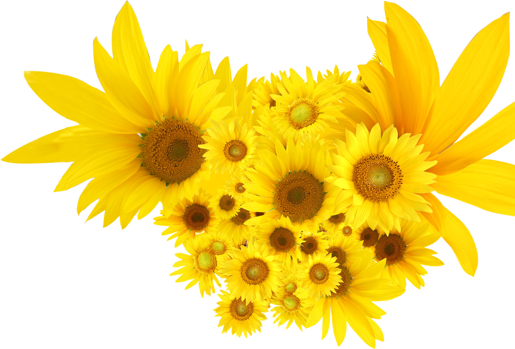 Common Sunflower Png - Png Clip Art Sunflowers, Transparent Png PNG image with a transparent background, free high-resolution download