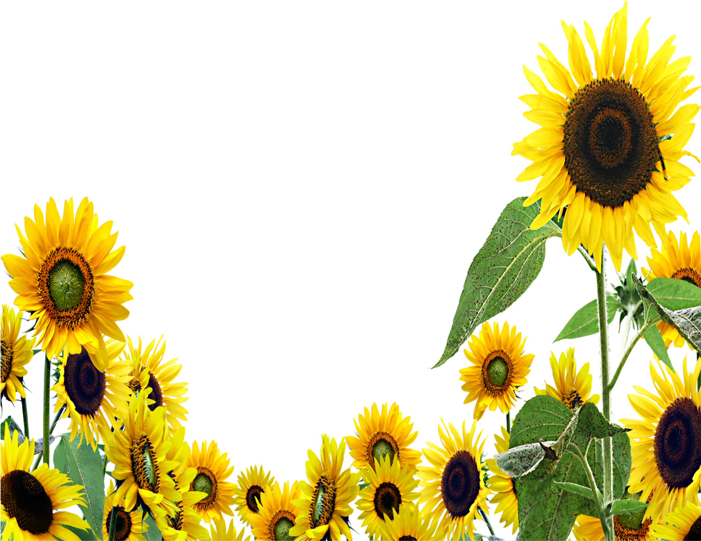 Vibrant Sunflower Clipart Border