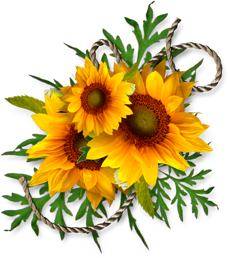 Vibrant Sunflower Clipart