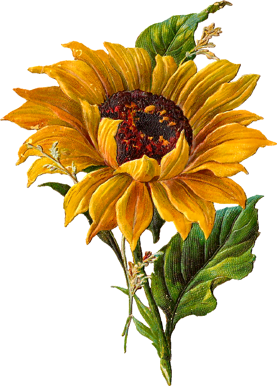 Vibrant Sunflower Clipart