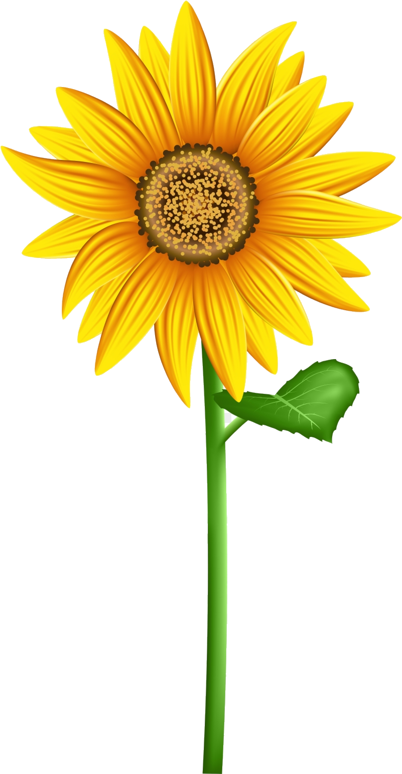 Vibrant_ Sunflower_ Clipart.png