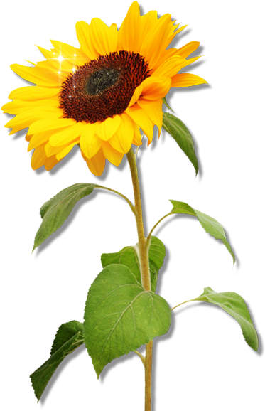 Vibrant_ Sunflower_ Clipart.png