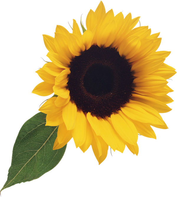 Vibrant_ Sunflower_ Clipart.png