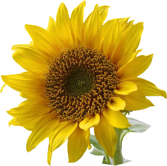 Vibrant_ Sunflower_ Clipart.png