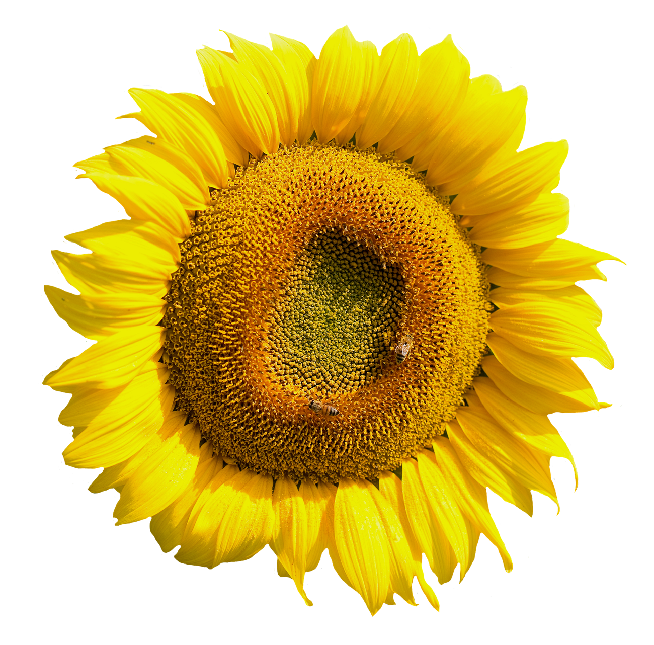 Vibrant Sunflower Closeup.png