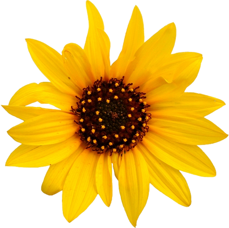 Vibrant_ Sunflower_ Closeup.png