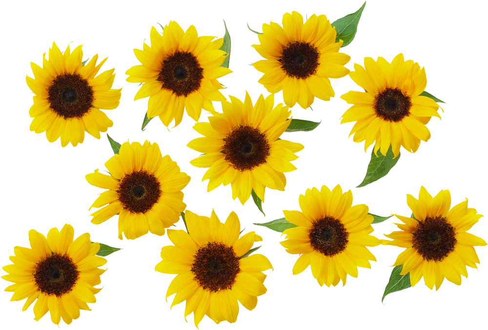 Common Sunflower Yellow - Sunflowers Transparent, HD Png Download PNG image with a transparent background, free high-resolution download