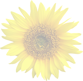 Vibrant Sunflower Dark Background PNG with transparent background