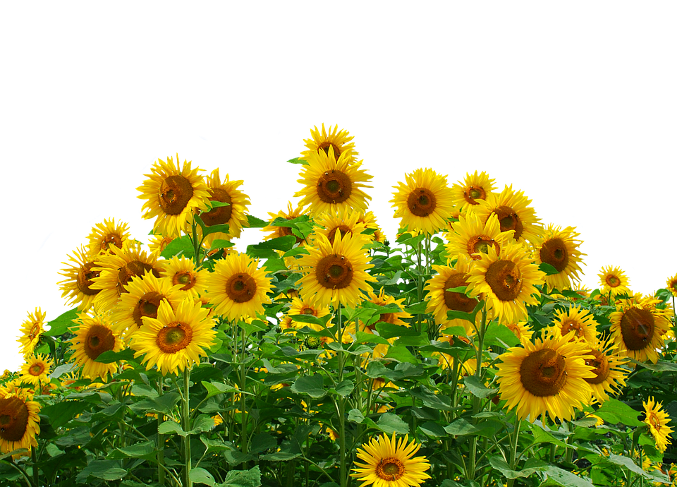 Vibrant_ Sunflower_ Field PNG with transparent background