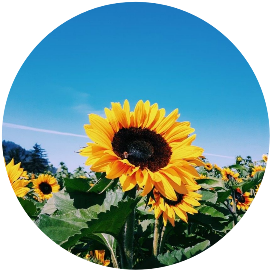 Vibrant_ Sunflower_ Field_ Circle_ Frame