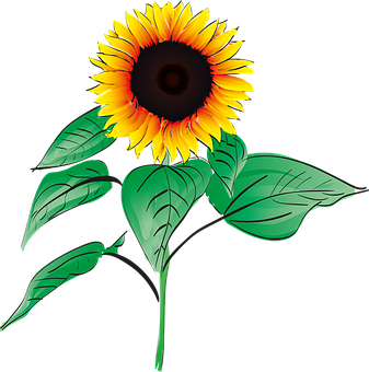 Vibrant Sunflower Graphic PNG with transparent background