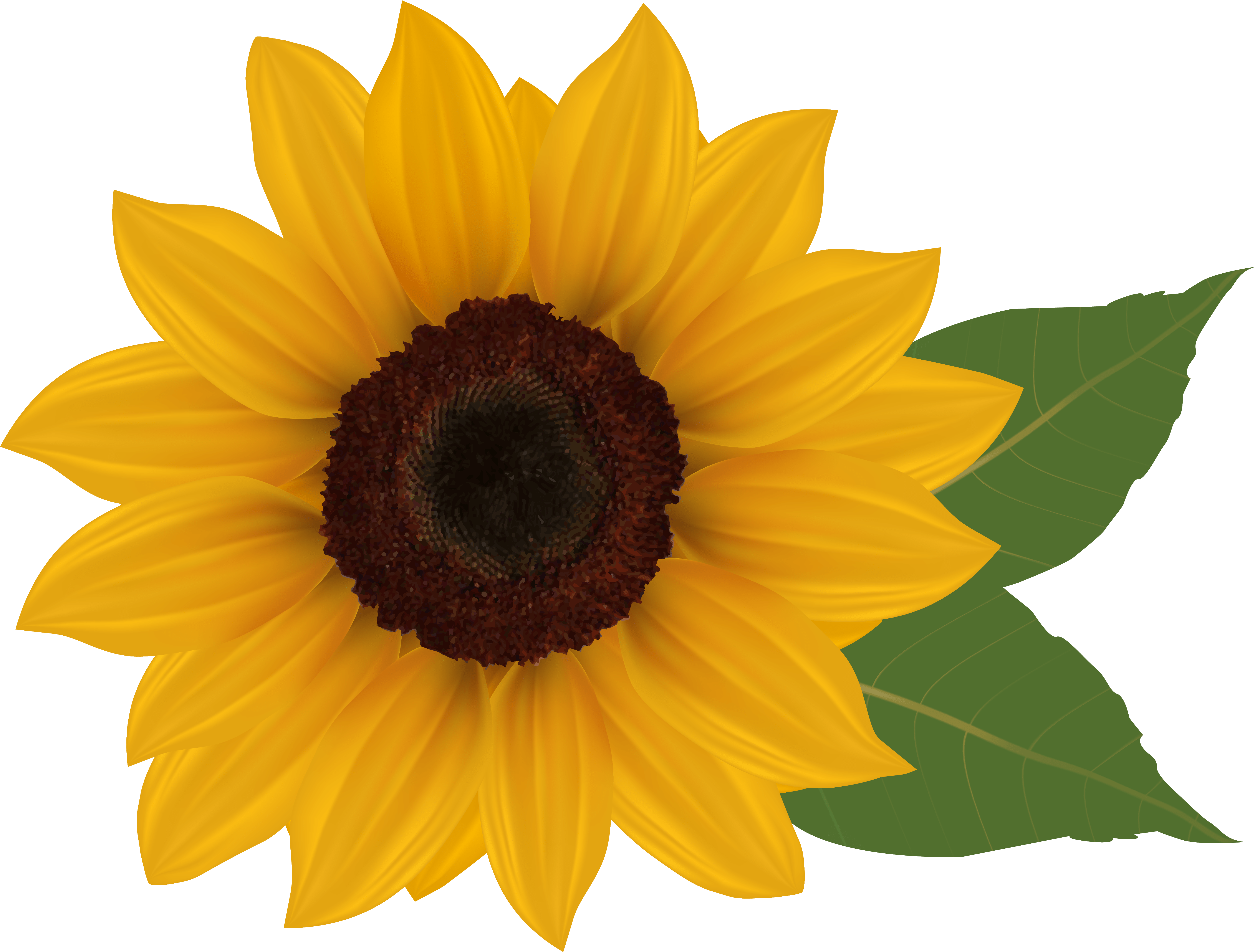 Sunflower Png Image - Transparent Background Sunflower Clipart, Png Download PNG image with a transparent background, free high-resolution download
