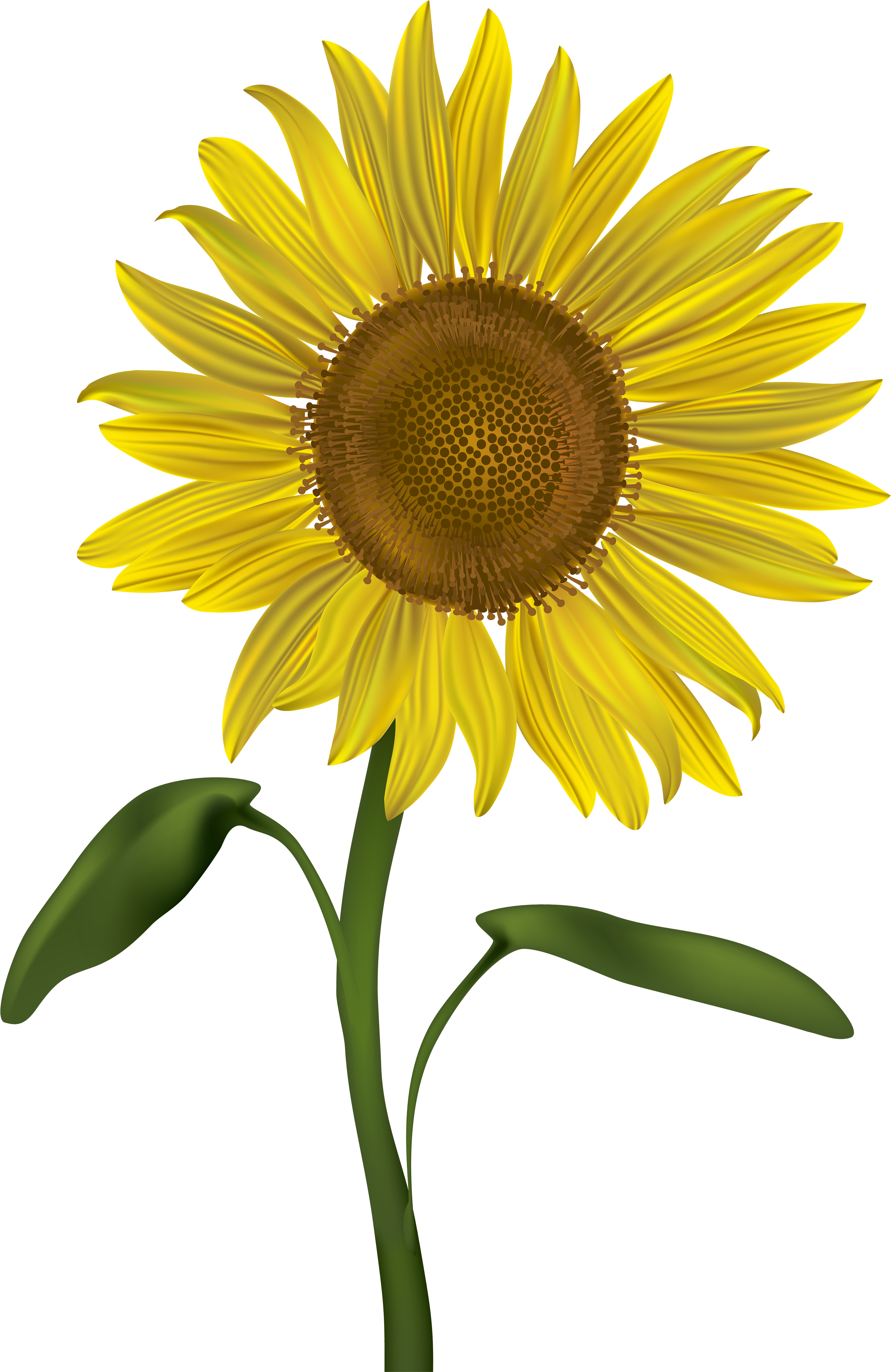 Transparent Flower With Stem Png - Transparent Background Sunflower Clip Art, Png Download PNG image with a transparent background, free high-resolution download