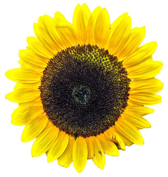 Vibrant Sunflower Isolated.png