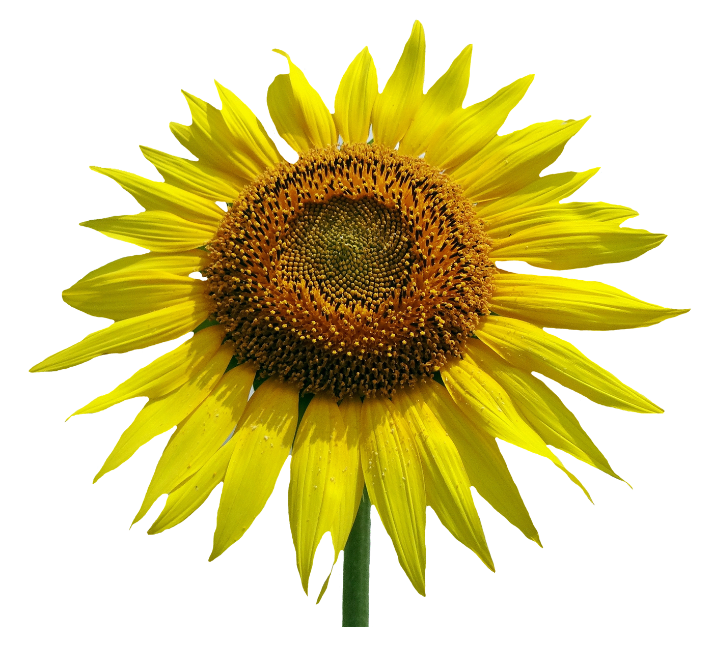 Vibrant Sunflower Isolated.png PNG with transparent background