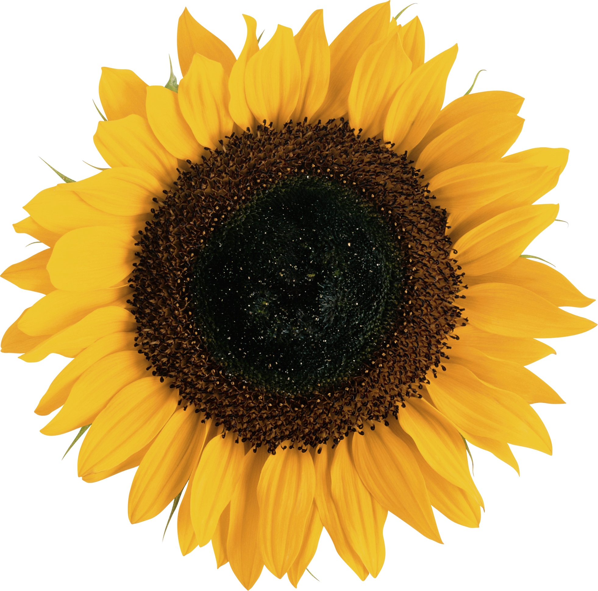 Vibrant sunflower isolated PNG image with a transparent background, free high-resolution download