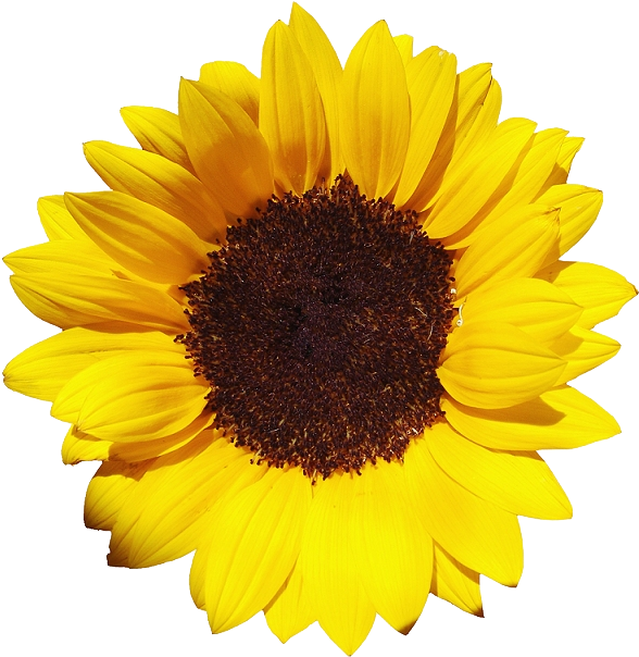 Vibrant Sunflower Isolated.png