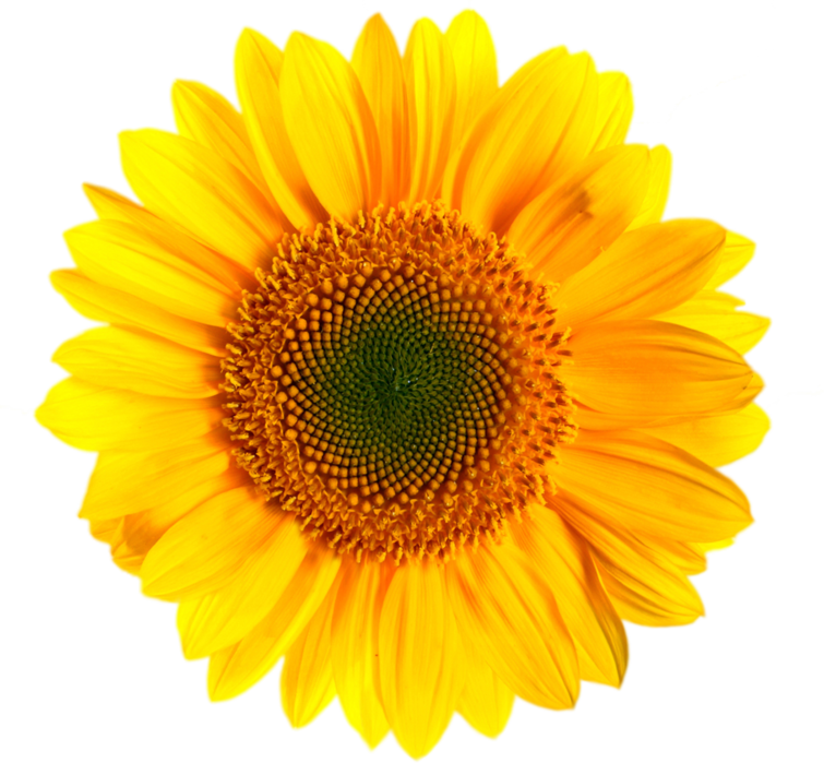 Transvaal Daisy Yellow Stock Photography Daisy Family - Transparent Background Sunflower Png, Png Download PNG image with a transparent background, free high-resolution download