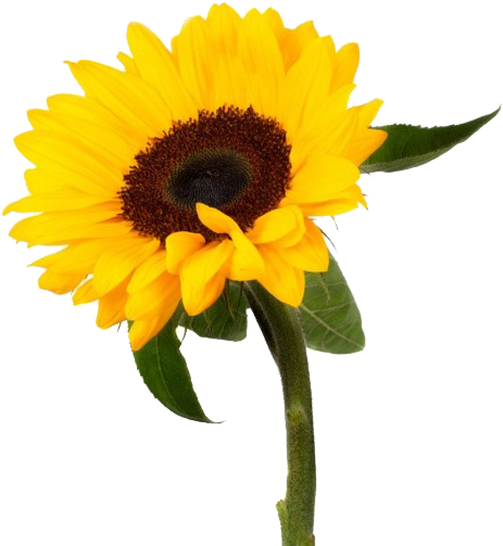 Sunflower Png Photo Background - Sunflower, Transparent Png PNG image with a transparent background, free high-resolution download