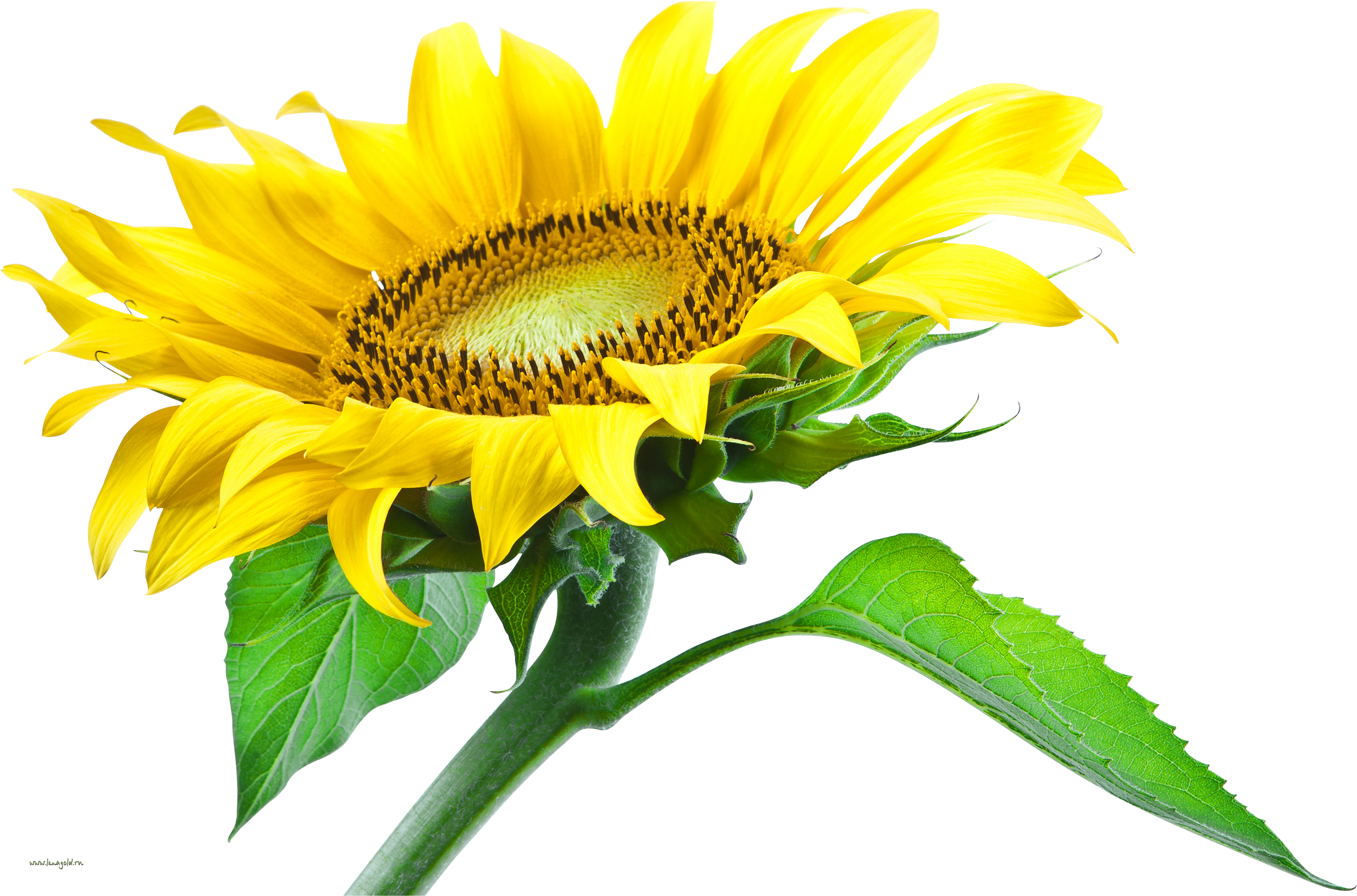 Vibrant sunflower single bloom PNG image with a transparent background, free high-resolution download